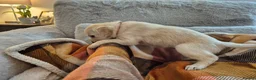 Labradoodle dogs for sale: Labradoodle puppies in Cupar - Advert 10