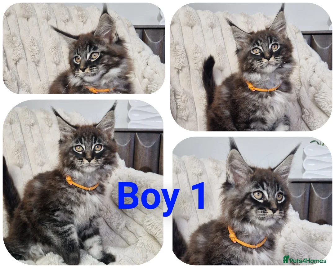 Maine Coon cats for sale:  TICA registered maine coon kittens - Advert 8