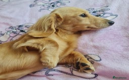 Miniature Dachshund dogs for stud: Beautiful KC Mini Long.H Full Eng. Cream Stud 🤍🐾 - Image 23