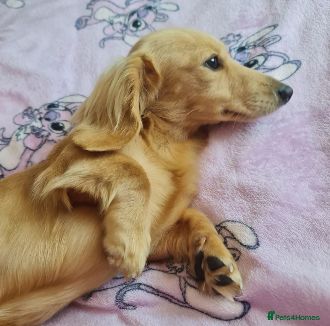 Miniature Dachshund dogs for stud: Beautiful KC Mini Long.H Full Eng. Cream Stud 🤍🐾 - Image 23