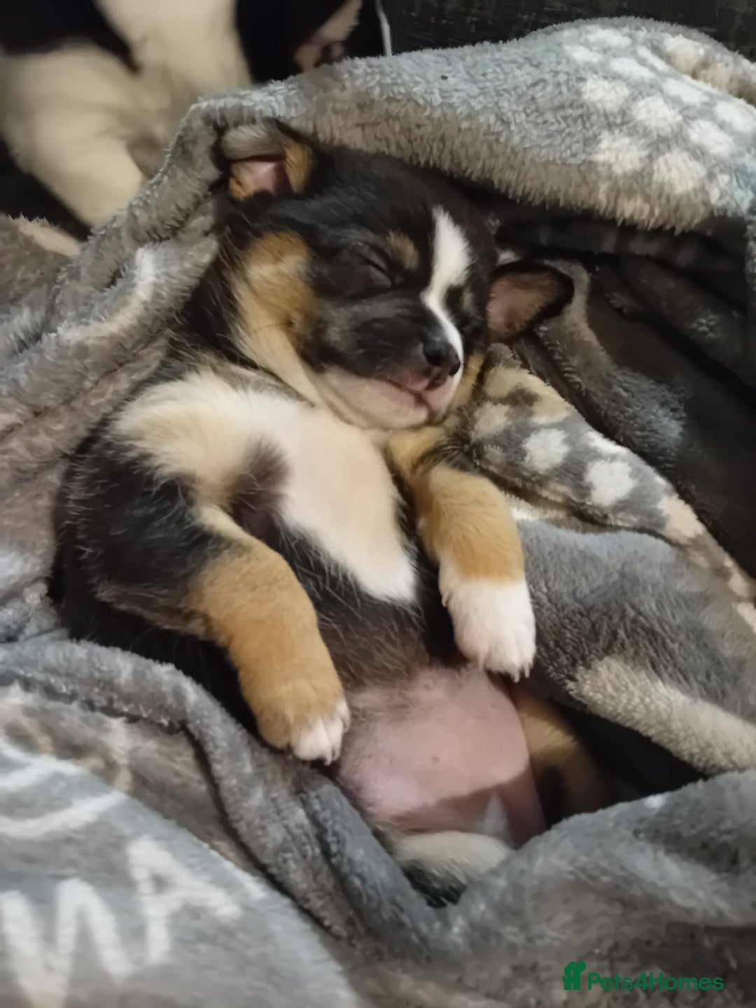 Mixed Breed dogs for sale: 2 beautiful female pups - Advert 3