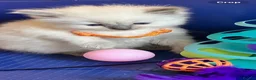 Ragdoll cats for sale: GCCF Сhampion Bloodline Ragdoll 5 GenPedigree 🏆🌟 - Advert 18