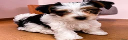 Biewer Terrier dogs for sale: Biewer Yorkshire Terrier Puppies 2 Girls, 2 Boys  - Advert 9
