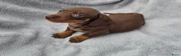 Miniature Dachshund dogs for sale: Gorgeous KC Reg, PRA Clear miniature dachshunds - Advert 7