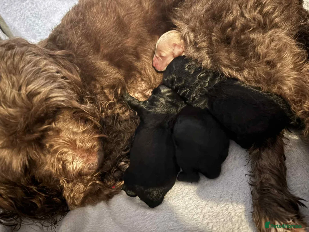 Cockapoo dogs for sale: F2 cockapoo puppy  - Advert 6