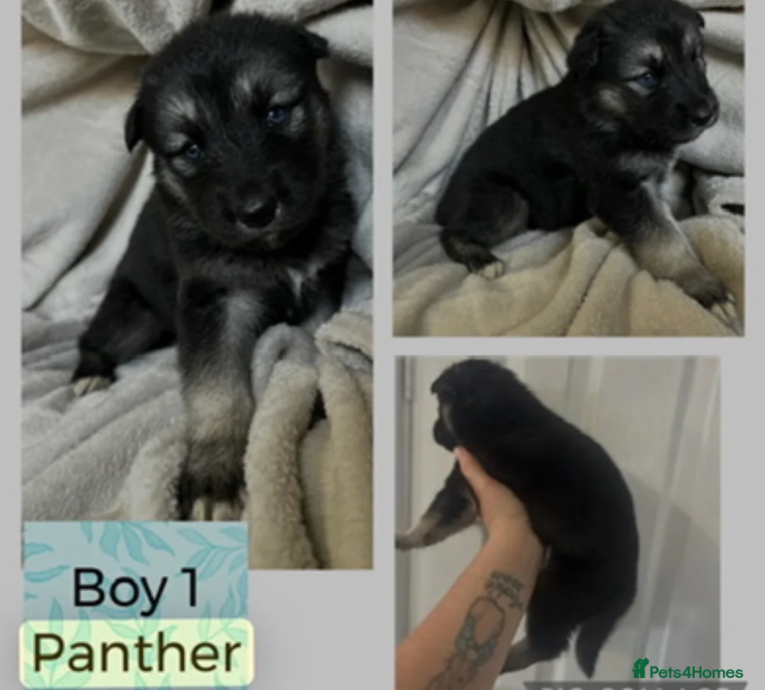 Shepsky dogs for sale: 1 year old shepsky boy panther  in Manchester - Advert 1