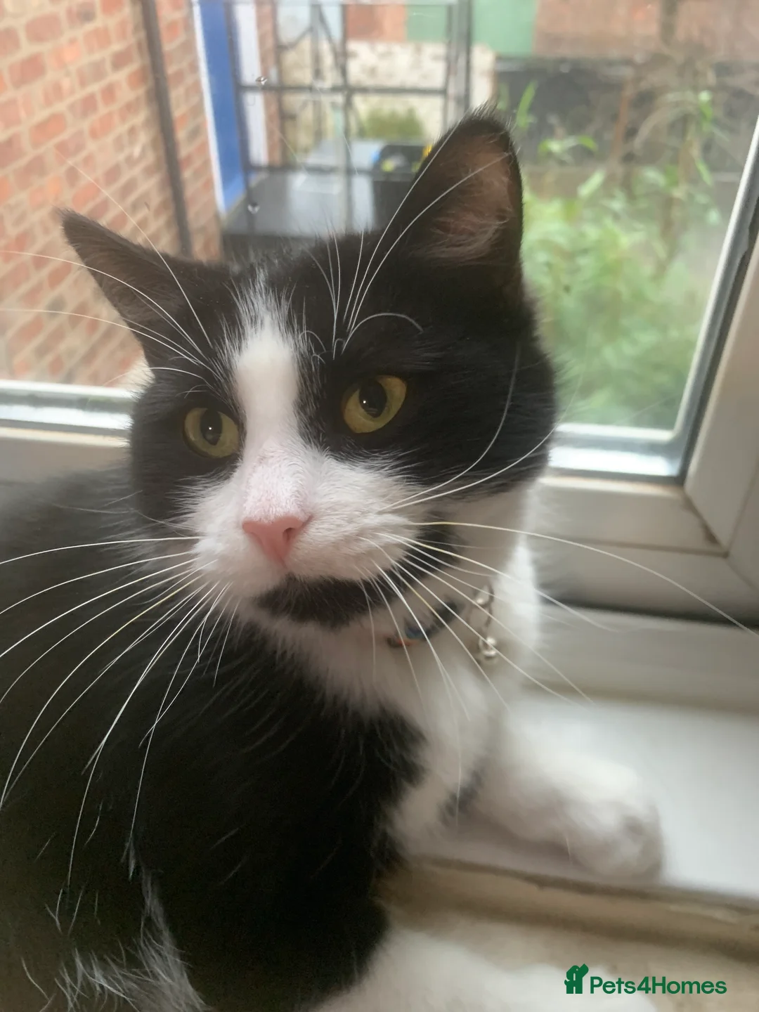 Mixed Breed cats for sale: Female cat  - Advert 2