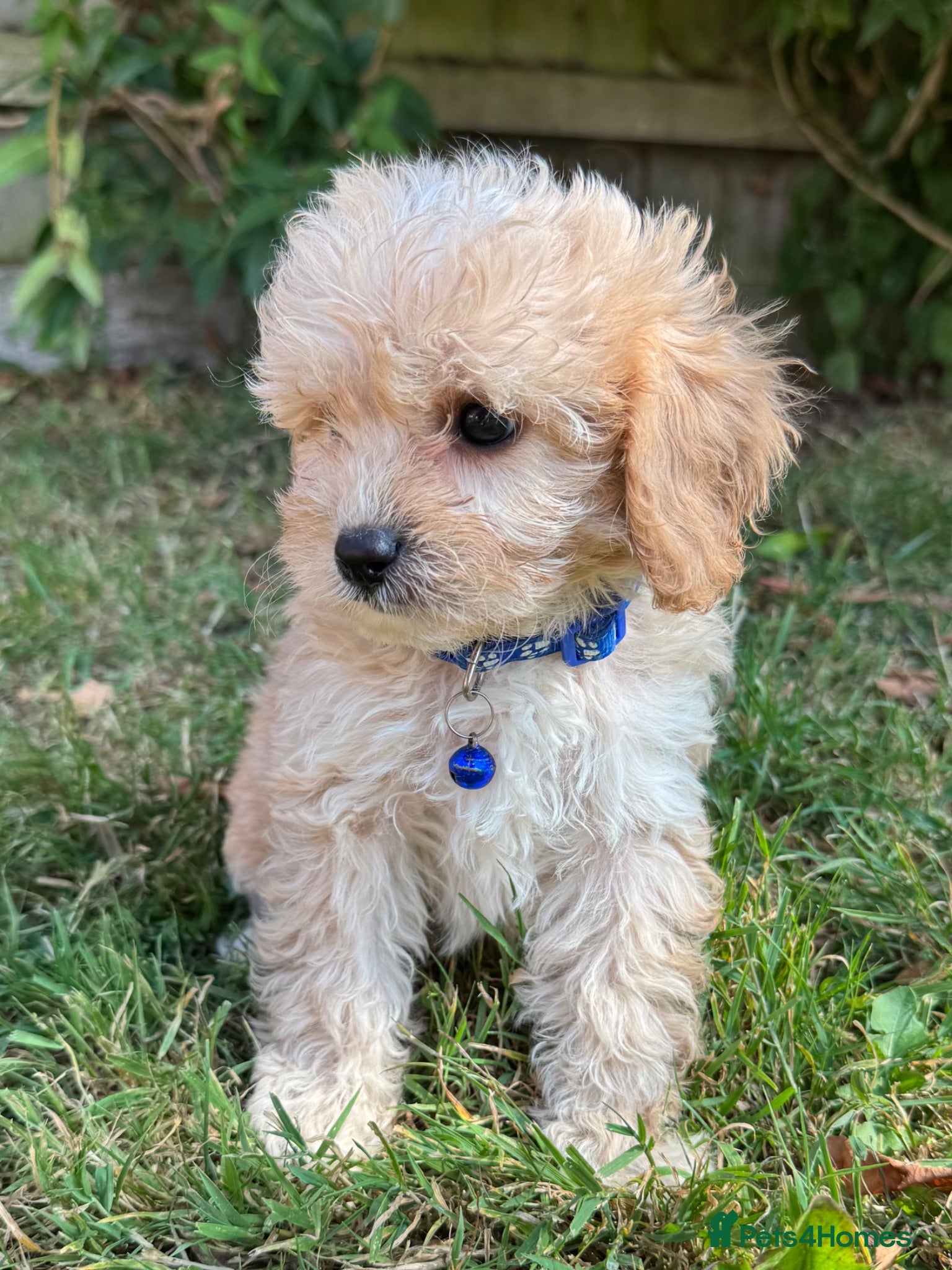 Cavapoo dogs Ready to leave in 1 week 🐾 - Advert 1
