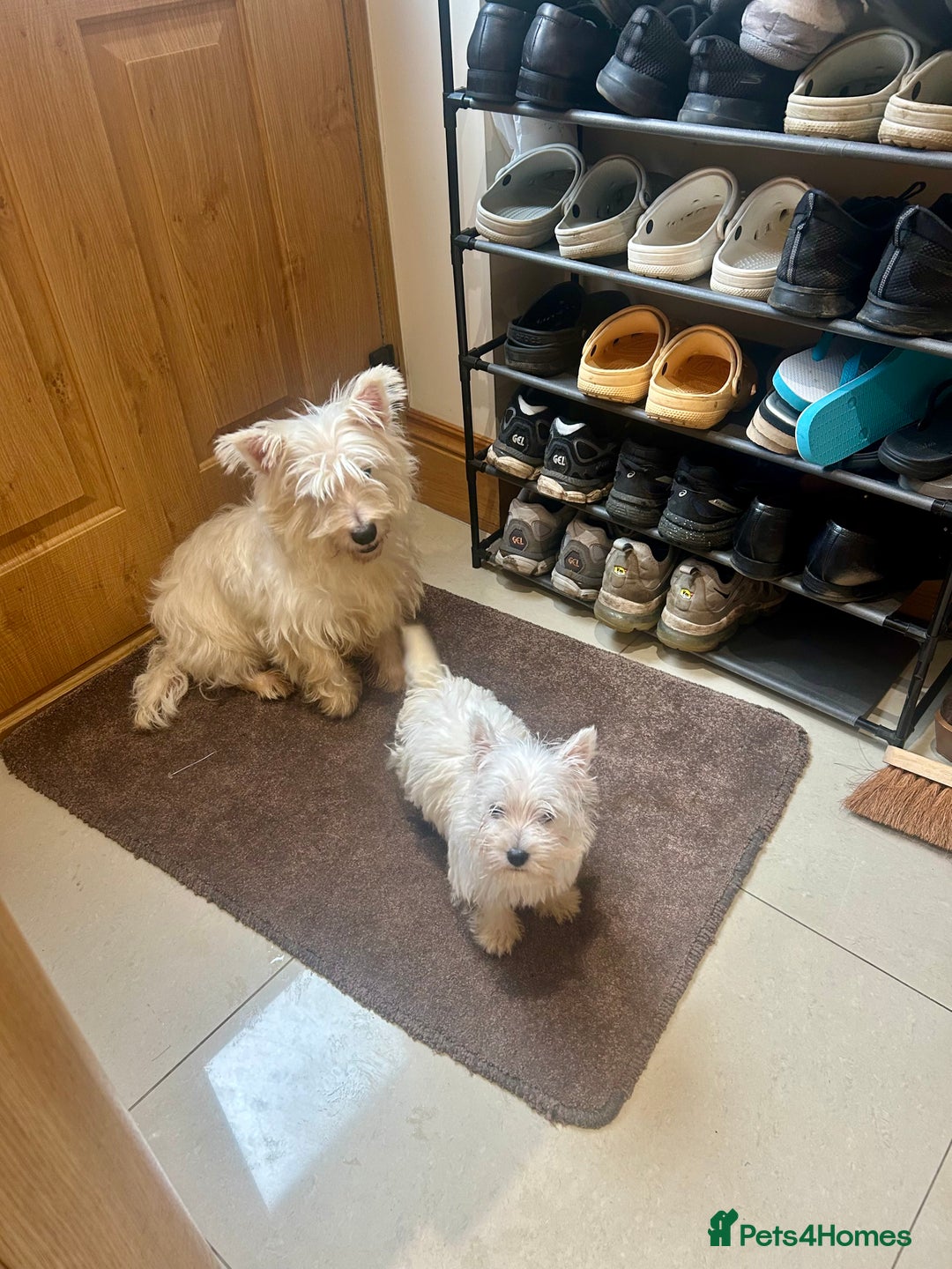 West Highland Terrier dogs for sale: 🐾💙Very Handsome Westie Boy Ready Now 💙🐾 - Advert 21