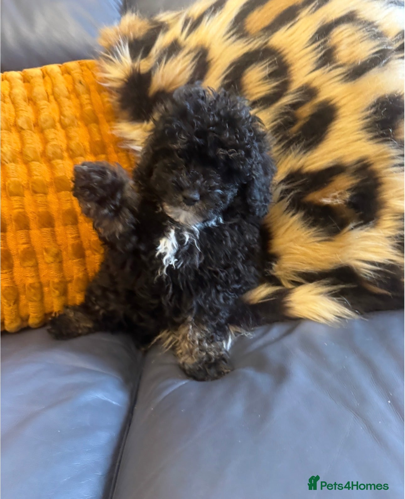 Toy Poodle dogs Beautiful Toy poodle KC Reg phantom Boy puppy  - Advert 1