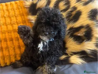 Toy Poodle dogs Beautiful Toy poodle KC Reg phantom Boy puppy - Advert 1