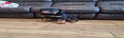 Rottweiler dogs for sale: MASSIVE ROTTWEILER PUPPIES  - Advert 20