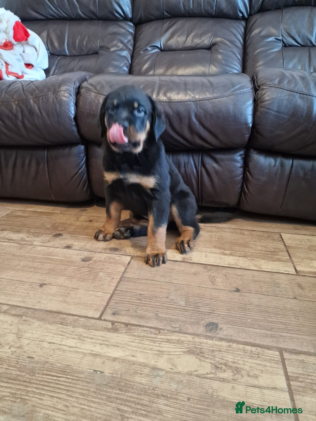 Rottweiler dogs for sale: MASSIVE ROTTWEILER PUPPIES  - Advert 20
