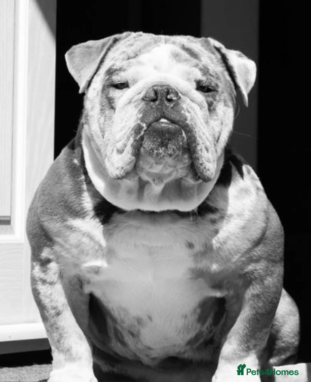 English Bulldog dogs for stud: Lilac and Merle English bulldog  in Bexhill-on-Sea - Advert 1