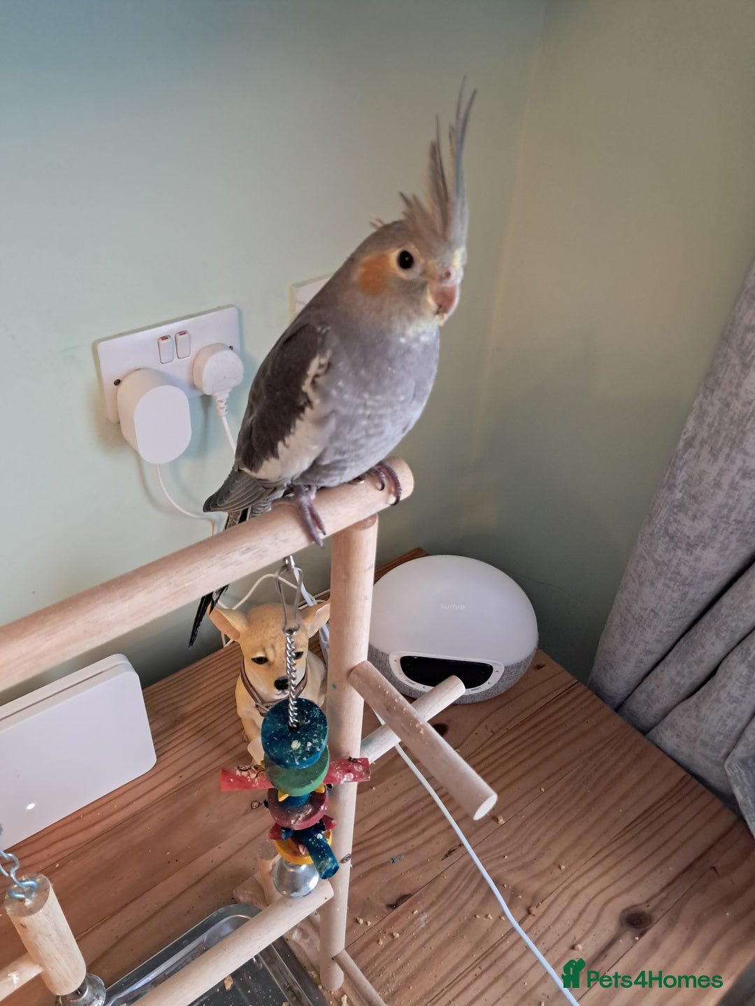 Cockatiels birds for sale: Hand reared baby cocktails very tame and ready  - Image 5