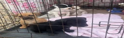 Mixed Breed dogs for sale: Jack russel x french bulldog puppies for sale - Advert 3