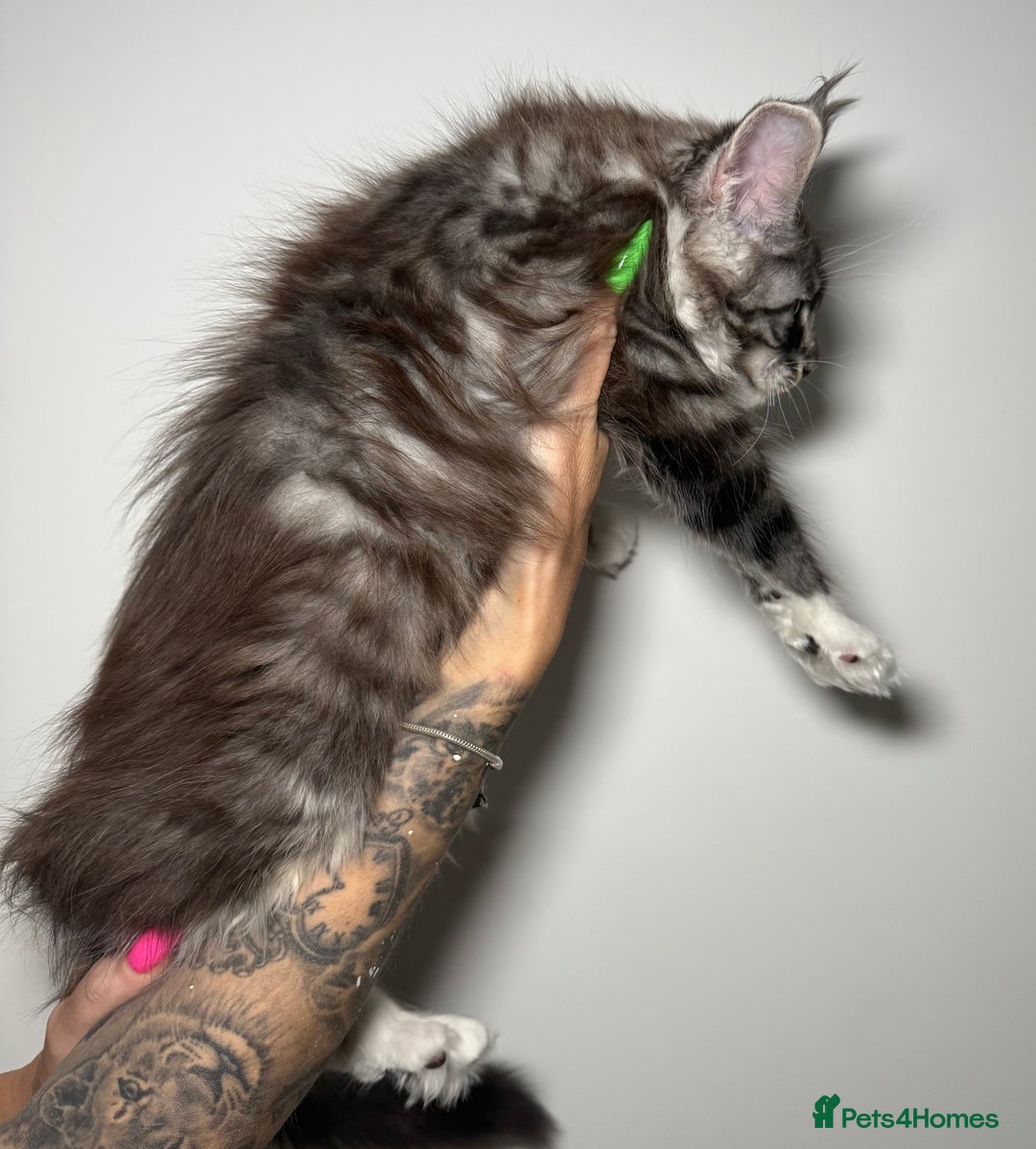 Maine Coon cats for sale: Champion line kittens , ready to go ☺️ - Advert 9