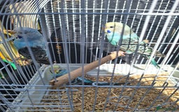 Budgerigars birds for sale: 3 blue Budgies.  And 2 male Chinese painted quails - Image 2