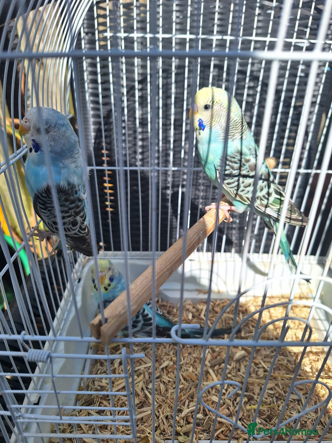 Budgerigars birds for sale: 3 blue Budgies.  And 2 male Chinese painted quails - Image 2