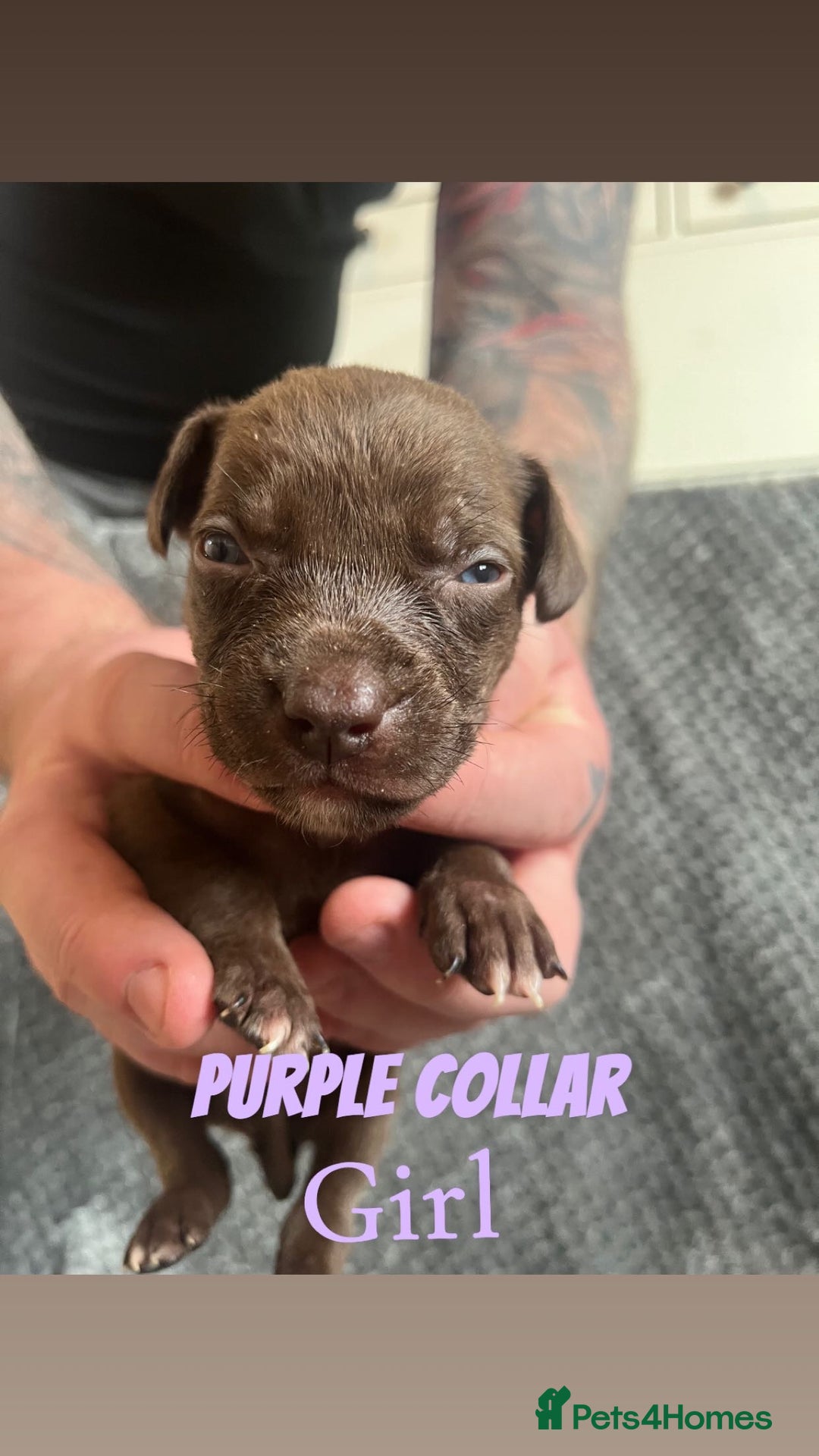 Mixed Breed dogs for sale: 11 Lurcher x Staffy pups for Sale! - Advert 29