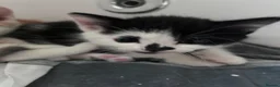 Mixed Breed cats for sale: Kittens for sale  - Advert 6