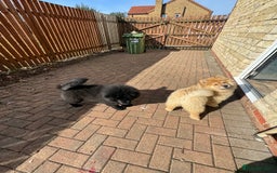 Chow Chow dogs for sale:  🐾 LAST TWO Ready to go STUNNING GIRL chow chows* - Image 8