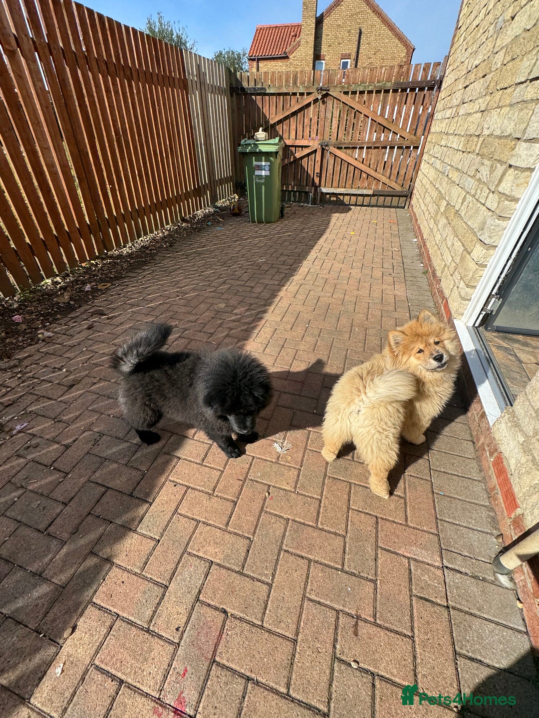Chow Chow dogs for sale:  🐾 LAST TWO Ready to go STUNNING GIRL chow chows* - Image 8