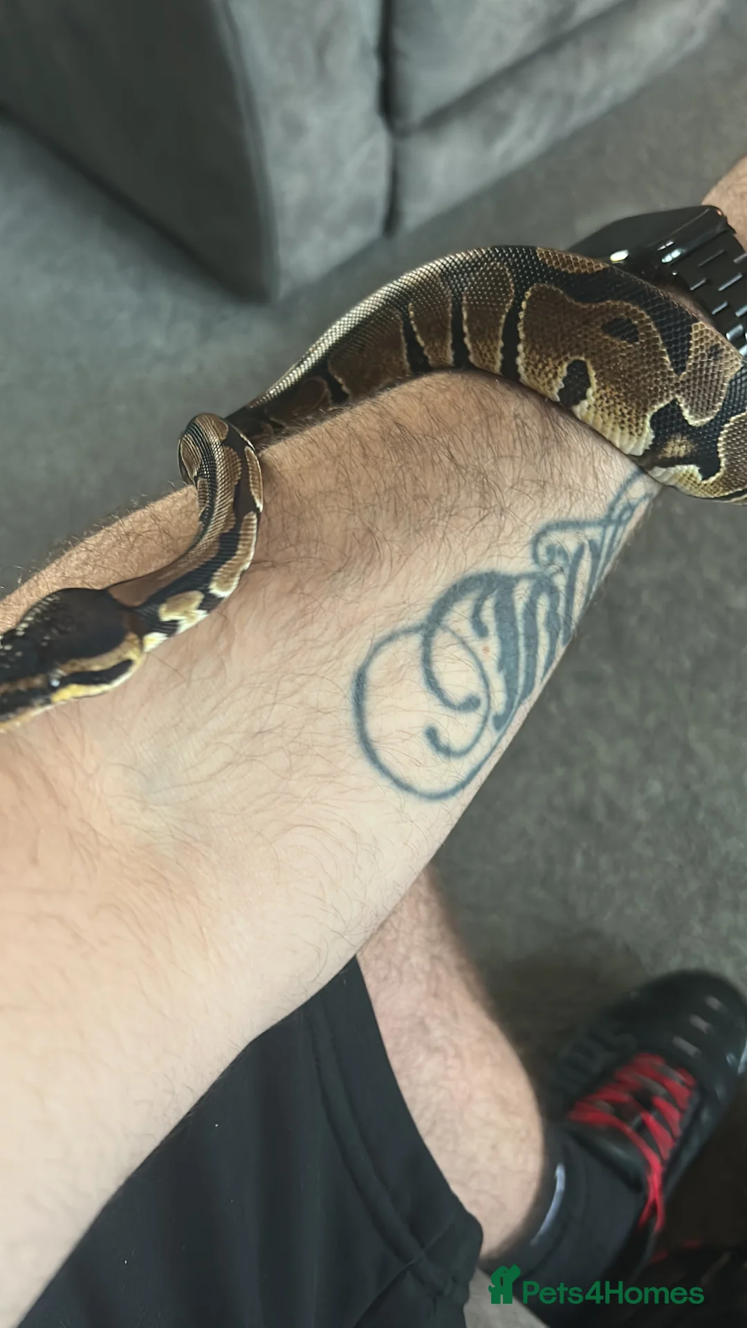 Python Snake reptiles for sale: Ball python - Advert 2