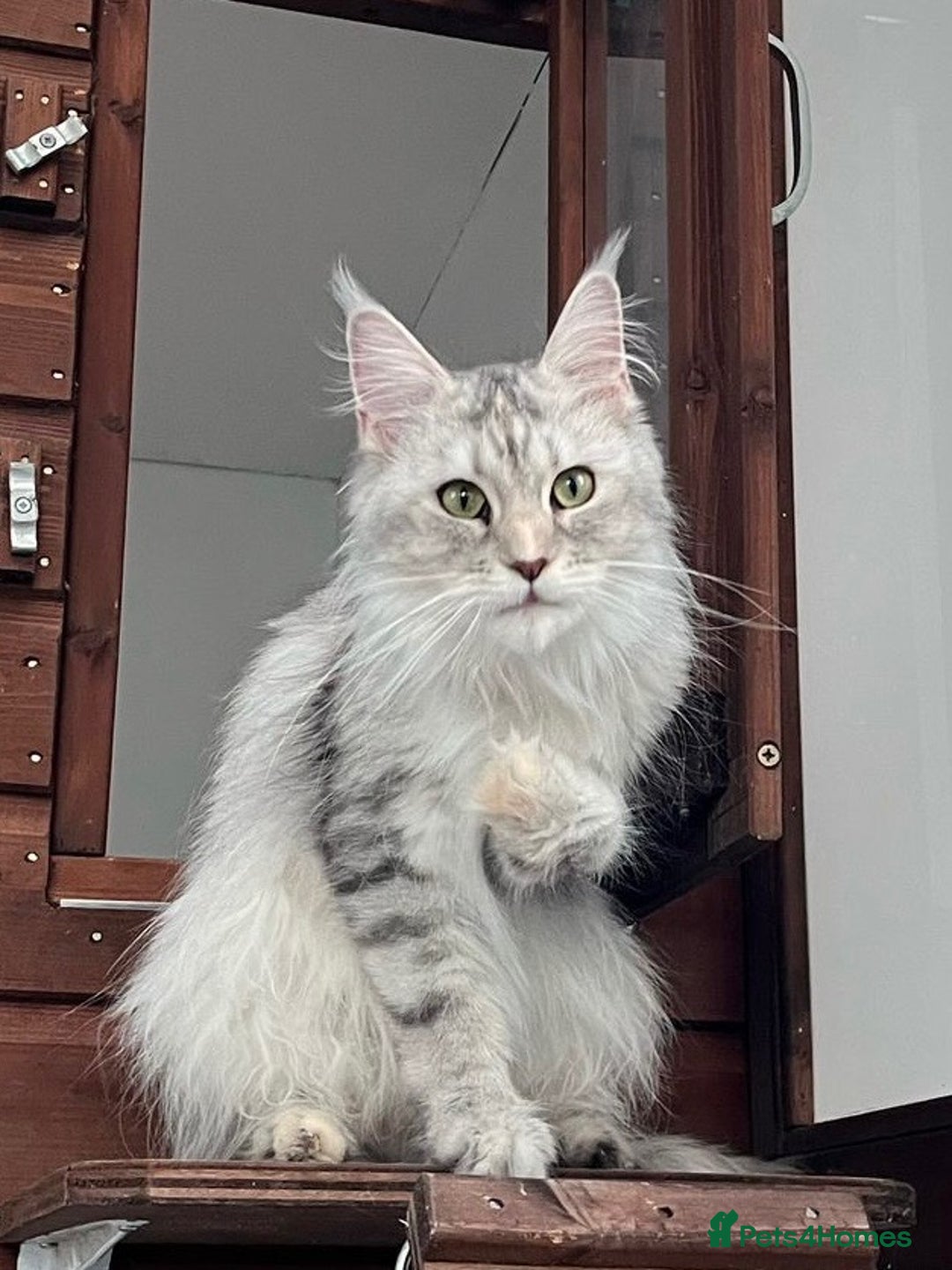 Maine Coon cats for sale: *RESERVED* TICA REG FEMALE MAINE COON FOR SALE  - Image 2