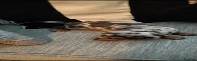 Dachshund 1