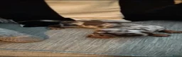 Dachshund dogs for sale: Miniature dachshund  - Advert 7