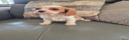 Cavalier King Charles Spaniel dogs for sale: KC Health Clear Cavalier King Charles Boys - Advert 7