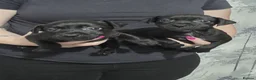 Patterdale Terrier dogs for sale: Stunning Patterdale Puppies - Advert 10