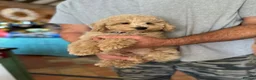 Miniature Poodle dogs for sale: ONE GORGEOUS LOVING APRICOT MINIATURE POODLE BOY - Advert 6