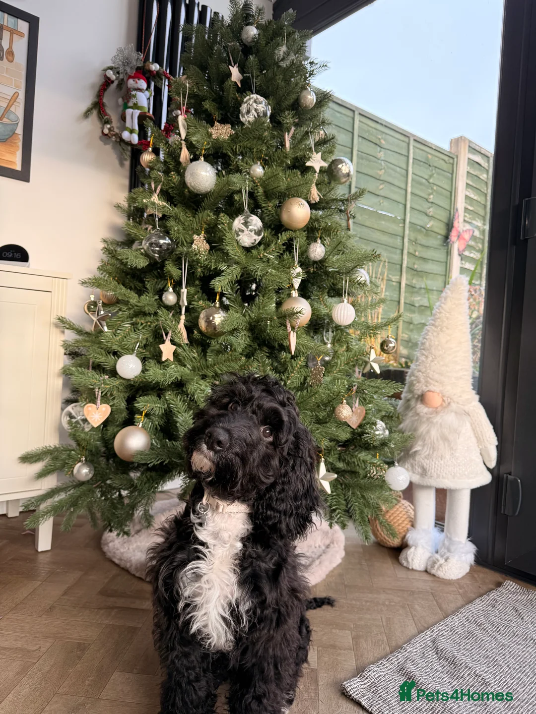 Cockapoo dogs for sale: FOR SALE / REHOMING - 8 month old Cockapoo, Milo - Advert 2