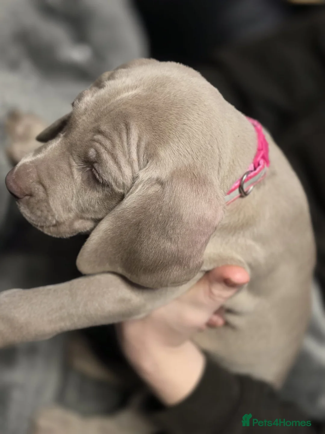 Weimaraner dogs for sale: Weimaraner gunalt champion bloodline KCregistered  - Advert 14