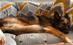 German Shepherd dogs for sale: Rehoming - Image 4