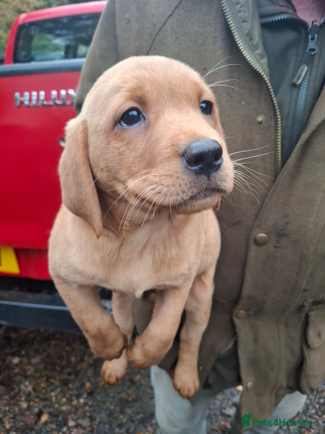 Labrador Retriever dogs for sale: Red labrador puppies - Image 17