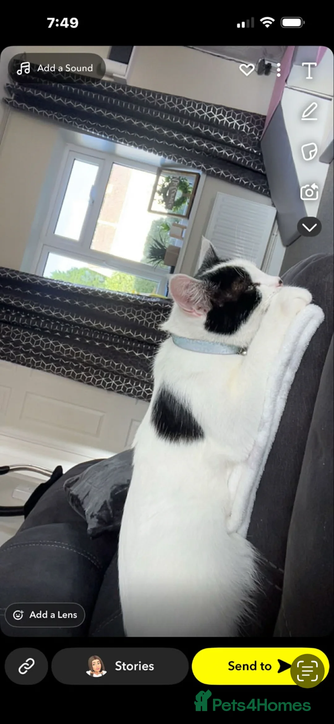 Mixed Breed cats for sale: 2 female cats looking for a home🏡  - Advert 4