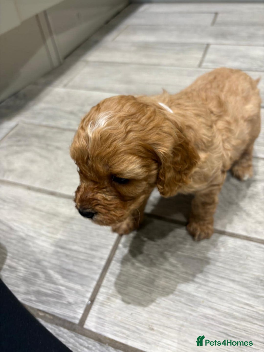 Cavapoo dogs for sale: Beautiful Cavapoo F1BB - Advert 15