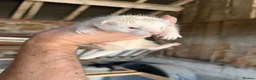 Ferret rodents for sale: Reserved pending collection - Advert 5