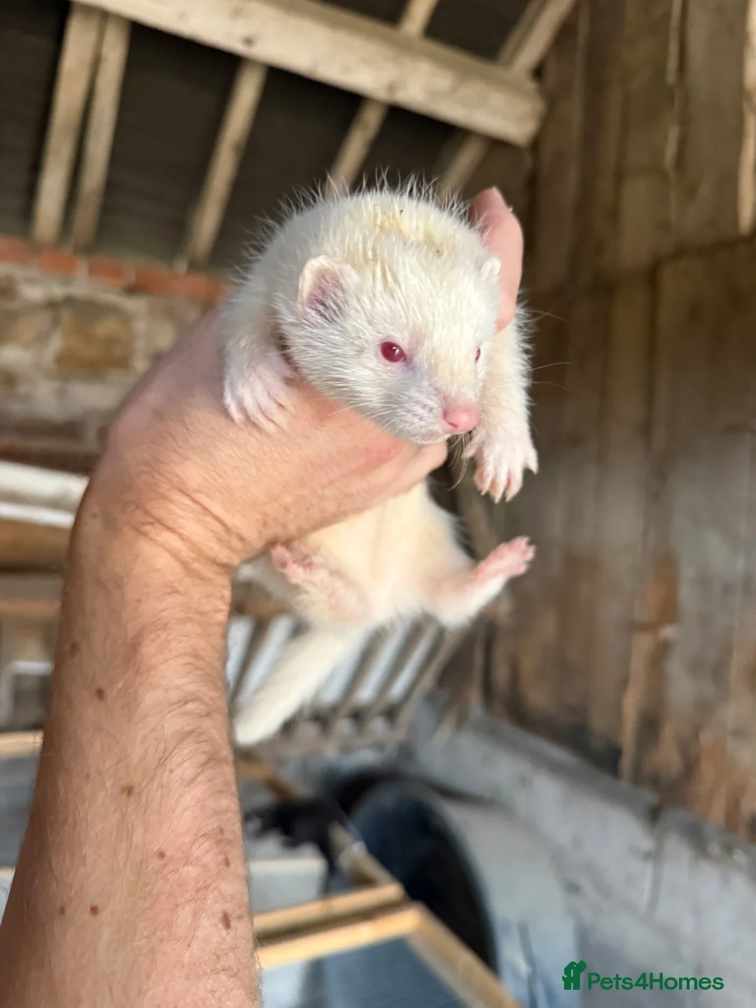 Ferret rodents for sale: Reserved pending collection - Advert 5