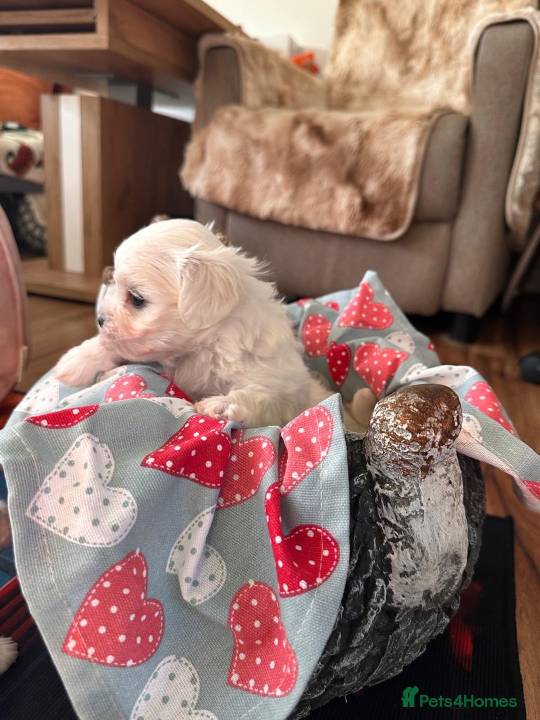 Maltese dogs for sale:  Beautiful maltese - Advert 16