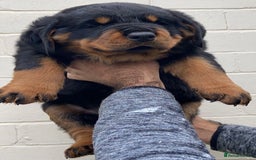 Rottweiler dogs for sale: Quality Rottweiler puppies - Image 6