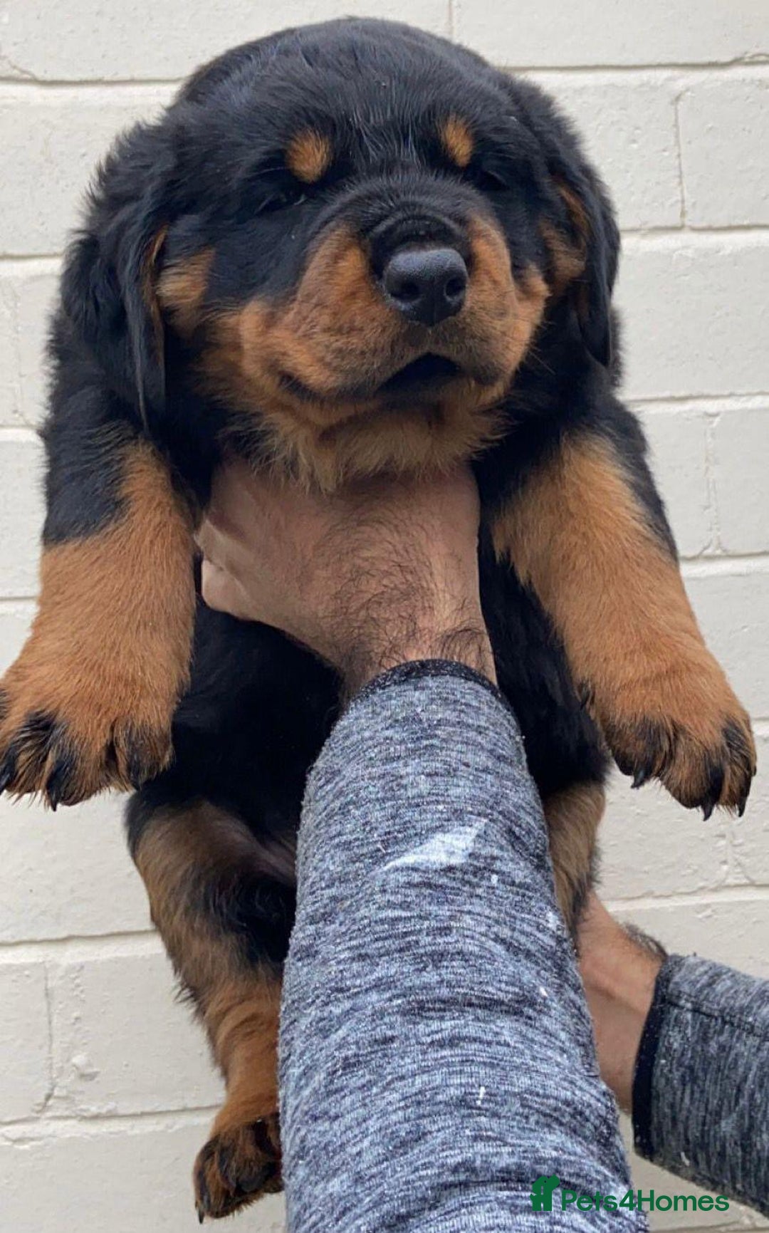 Rottweiler dogs for sale: Quality Rottweiler puppies - Image 6