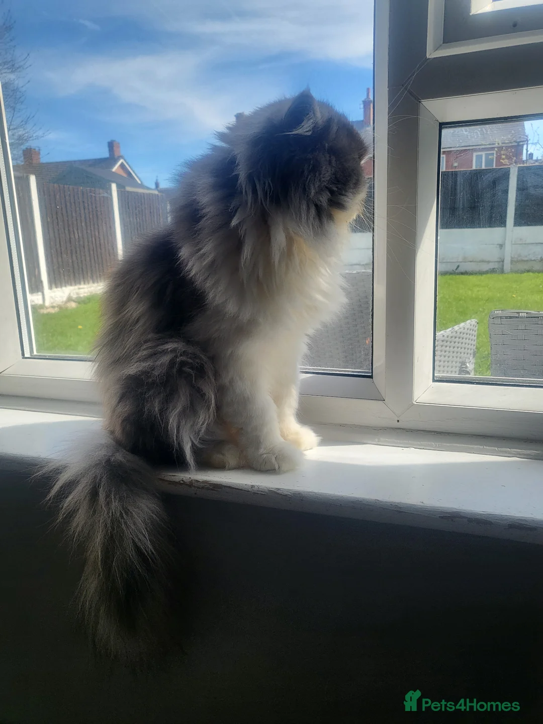 Persian cats for sale: Male flat nose Persian for sale - Advert 5