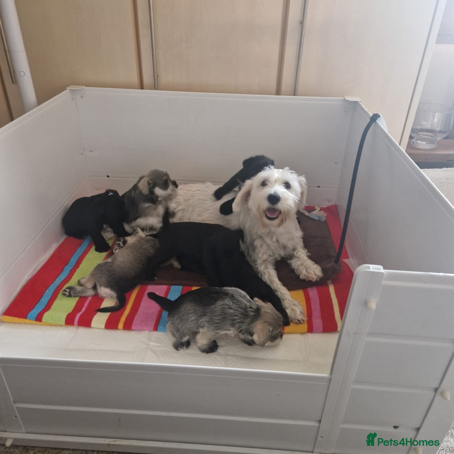 Miniature Schnauzer dogs beautiful litter  of miniature schnauzers - Advert 18