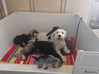 Miniature Schnauzer dogs beautiful litter of miniature schnauzers - Advert 2