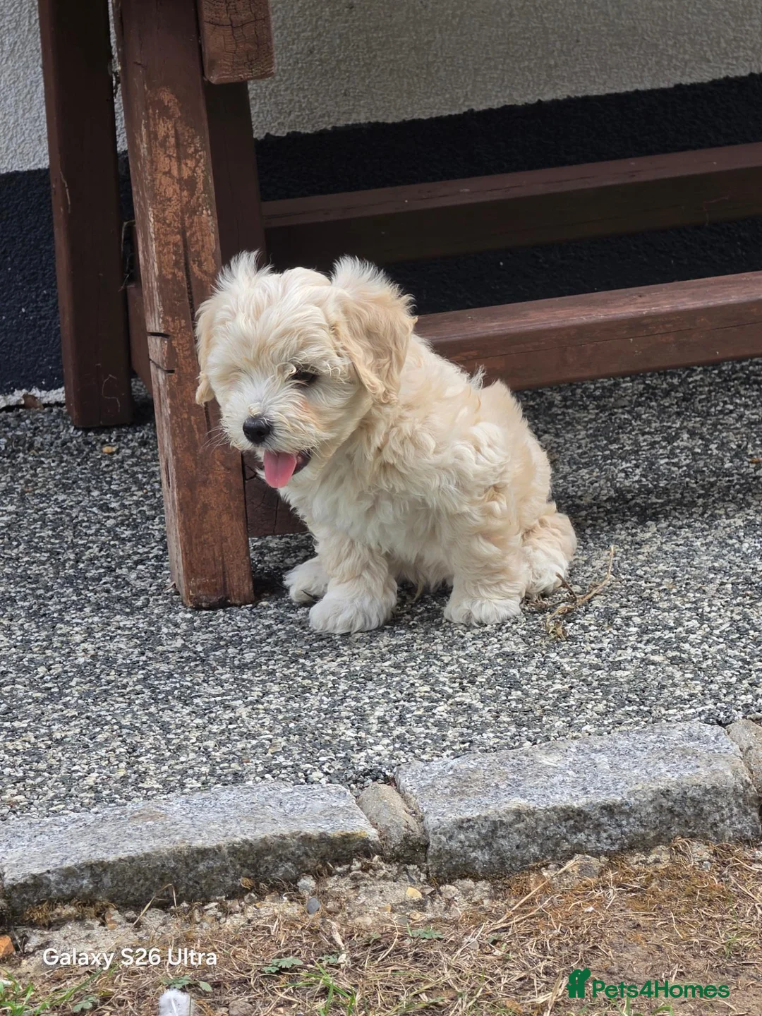 Mixed Breed dogs for sale: Bichon  in Brentwood - Advert 16
