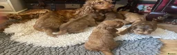 Cocker Spaniel dogs for sale: Adorable KC show type cocker spaniel pups in London - Advert 19